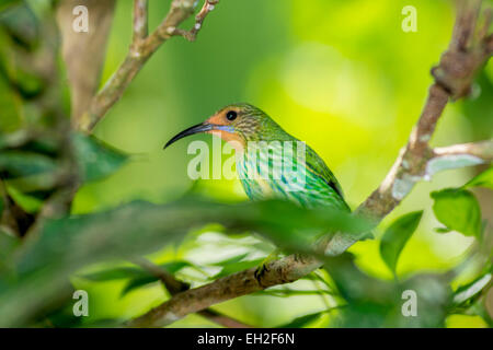 Honeysucker in una struttura ad albero Foto Stock