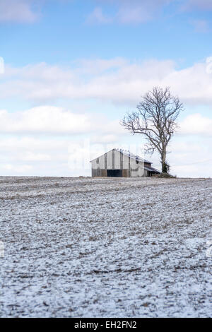 Fienile e un albero in un campo nevoso nella regione di Bluegrass del Kentucky negli Stati Uniti Foto Stock