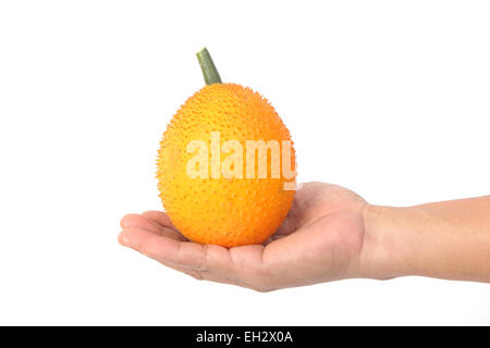 Mano azienda Gac frutta, Baby Jackfruit,isolare Foto Stock