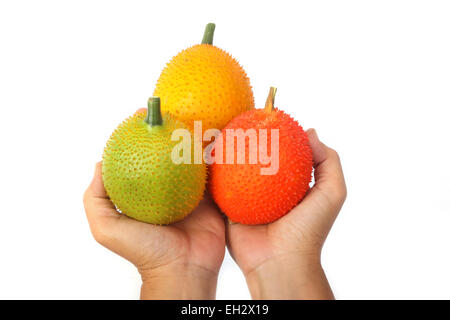 Mano azienda Gac frutta, Baby Jackfruit,isolare Foto Stock