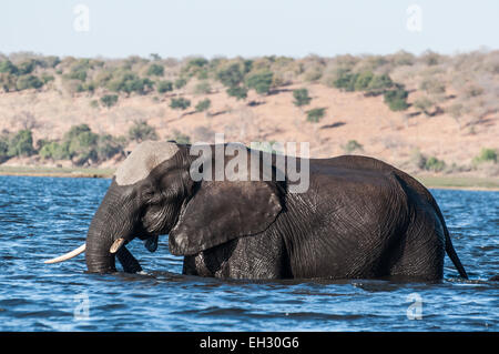 Una bull elephant attraversa il fiume Chobe sul suo modo di un'isola nel mezzo del fiume. Foto Stock