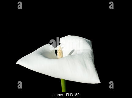 Singola bianco calla fiore isolato sul nero. Foto Stock