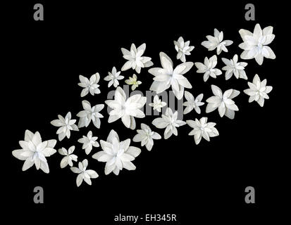 Bianco Fiori springflower isolati su sfondo nero Foto Stock