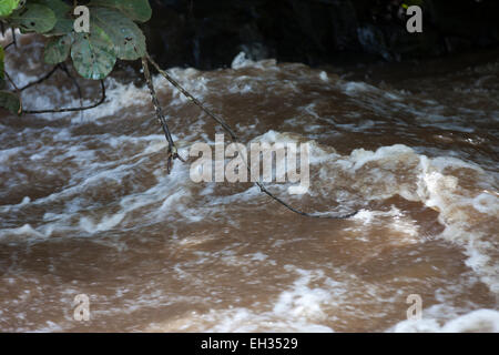 I collezionisti di sabbia che lavorano in un fast-fiume che scorre. Questo è un ideale sito di riproduzione per il nero di mosche che portano la malattia la cecità di fiume o onchocerciasis. Foto Stock