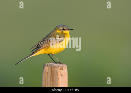 Wagtail giallo (Motacilla flava), maschio, Hesse, Germania, Europa Foto Stock