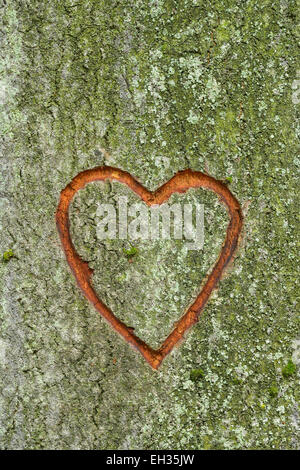 Close-up di cuore scolpita in legno di faggio tronco di albero, Spessart, Baviera, Germania, Europa Foto Stock