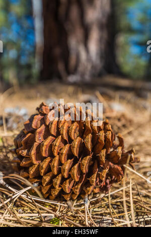 Ponderosa Pine cono e aghi caduti lungo il cono di scorie Sentiero Natura nel Parco Nazionale vulcanico di Lassen, CALIFORNIA, STATI UNITI D'AMERICA Foto Stock