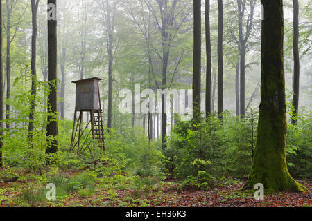 Caccia cieco nella foresta di faggio, Spessart, Baviera, Germania, Europa Foto Stock