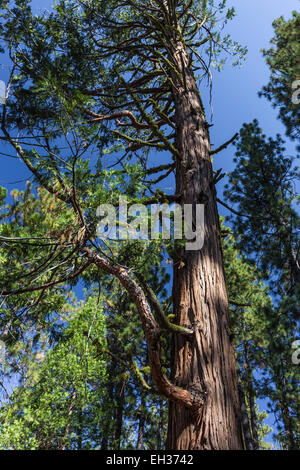 Incense-Cedar, Calocedrus decurrens, aka Libocedrus decurrens, trunk in Lassen foresta nazionale, CALIFORNIA, STATI UNITI D'AMERICA Foto Stock