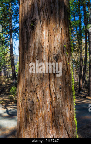 Incense-Cedar, Calocedrus decurrens, aka Libocedrus decurrens, trunk in Lassen foresta nazionale, CALIFORNIA, STATI UNITI D'AMERICA Foto Stock