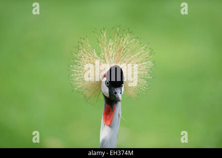 Close-up di Nero Crowned Crane (Balearica pavonina) in piedi nel prato in estate, Baviera, Germania Foto Stock