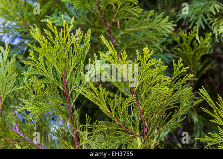 Incense-Cedar, Calocedrus decurrens, aka Libocedrus decurrens, aghi in Lassen foresta nazionale, CALIFORNIA, STATI UNITI D'AMERICA Foto Stock