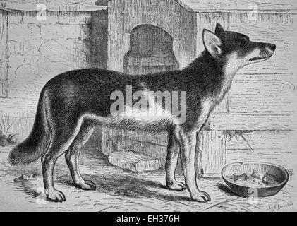 Chukchi Laika, Husky Sled Dog, xilografia, storica incisione, 1882 Foto Stock