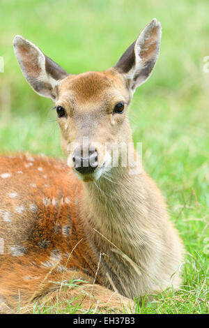 Ritratto di sika cervo (Cervus nippon) giacente su un prato in estate, Baviera, Germania Foto Stock