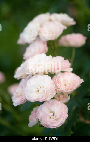 Mescola bianca muschio ibrido bouquet di rose Parfait. Un grappolo di fiori Foto Stock