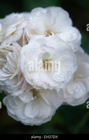 Mescola bianca muschio ibrido bouquet di rose Parfait. Un grappolo di fiori Foto Stock