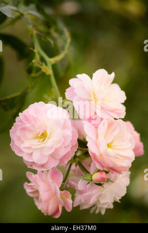 Mescola bianca muschio ibrido bouquet di rose Parfait. Un grappolo di fiori Foto Stock