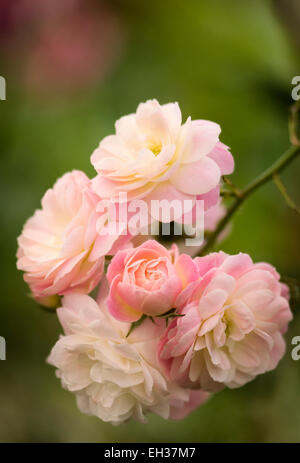 Mescola bianca muschio ibrido bouquet di rose Parfait. Un grappolo di fiori Foto Stock