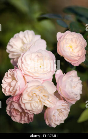 Mescola bianca muschio ibrido bouquet di rose Parfait. Un grappolo di fiori Foto Stock