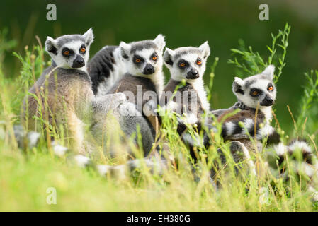 Close-up verticale di quattro Ring-tailed lemuri (Lemur catta) seduti nel prato in estate, Zoo di Augsburg, Svevia, Baviera, Germania Foto Stock