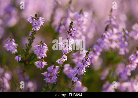 Close-up di comune heather (Calluna vulgaris) in autunno, Alto Palatinato, Baviera, Germania Foto Stock