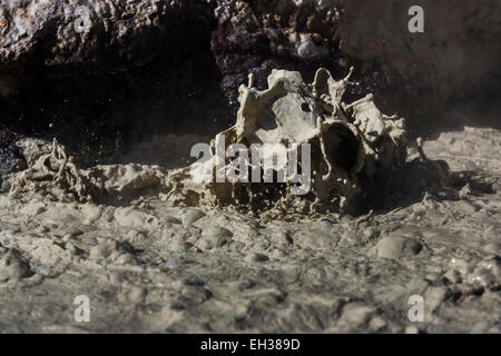 Bollente mudpot presso il centro storico di opere di zolfo area in Parco nazionale vulcanico di Lassen, CALIFORNIA, STATI UNITI D'AMERICA Foto Stock