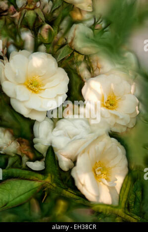 Mescola bianca muschio ibrido bouquet di rose Parfait. Un grappolo di fiori Foto Stock