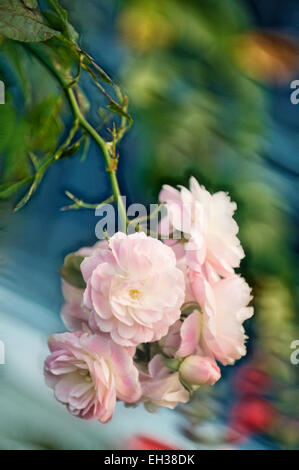 Mescola bianca muschio ibrido bouquet di rose Parfait. Un grappolo di fiori Foto Stock