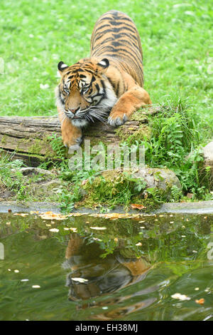 La tigre di Sumatra (Panthera tigris sumatrae) sul prato accanto al lago d'estate, Zoo di Augsburg, Svevia, Baviera, Germania Foto Stock