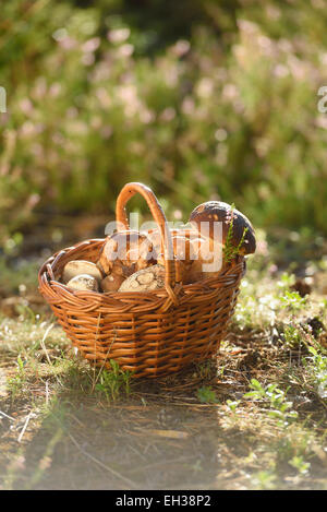 Close-up di un cesto pieno di funghi migliori sul terreno, all'inizio dell'autunno, Alto Palatinato, Baviera, Germania Foto Stock