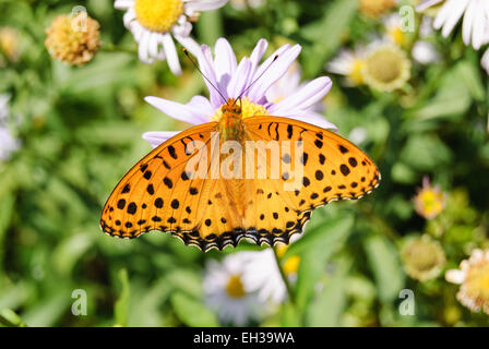 Colore arancione farfalla con macchia nera su un fiore Foto Stock