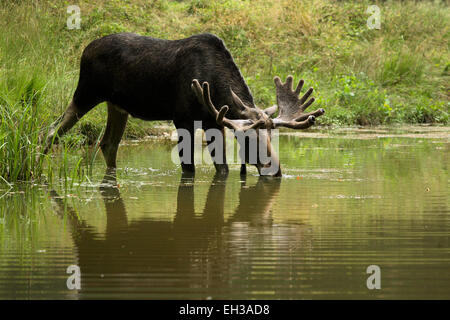 Alci (Alces alces) bere, Germania Foto Stock