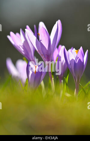 Close-up di crocus in primavera, Husum, Schlosspark, Schleswig-Holstein, Germania Foto Stock