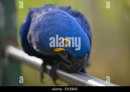 Ara Giacinto arroccato al Parque Forestal La Marchesa. Guaynabo, Puerto Rico. Foto Stock