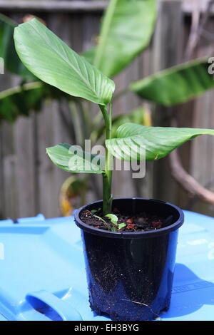 Crescente Zenzero Curcuma pianta in un vaso Foto Stock