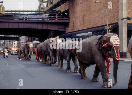 New York, NY - Circa Aprile 1990- Fratelli Ringling Barnum e Bailey circus elephant a piedi attraverso il centro di Manhattan. Foto Stock