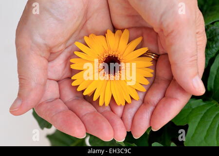 Una donna di mani coppettazione una gerbera Daisy flower Foto Stock