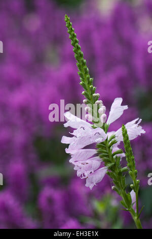 Physostegia virginiana flower. Foto Stock