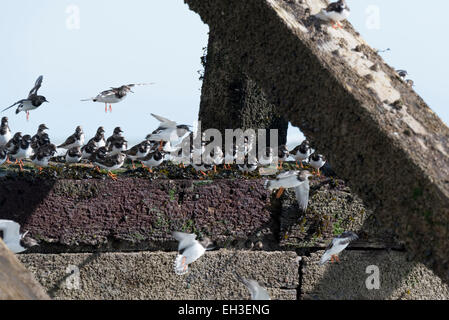 Un gregge di Turnstones sulla scogliera di West Beach, Littlehampton Foto Stock