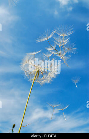 Tarassaco seme head e i semi al vento contro il cielo blu Foto Stock