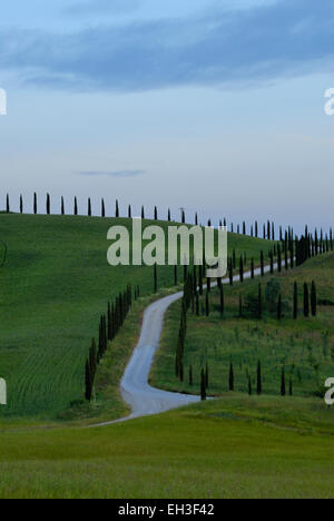 Cipressi lungo il paese di avvolgimento road, Toscana, Italia Foto Stock