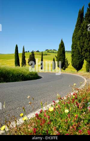 Cipressi e fiori che sbocciano lungo la strada di piegatura in primavera, Monticchiello (patrimonio mondiale dell'UNESCO), Val d'Orcia, Italia Foto Stock