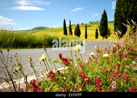 Cipressi e fiori che sbocciano lungo la strada di piegatura in primavera, Monticchiello (patrimonio mondiale dell'UNESCO), Val d'Orcia, Italia Foto Stock