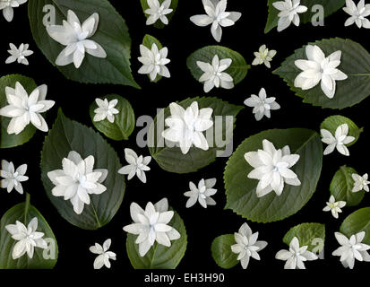 Springflower bianco fiori e foglie verdi isolati su sfondo nero Foto Stock