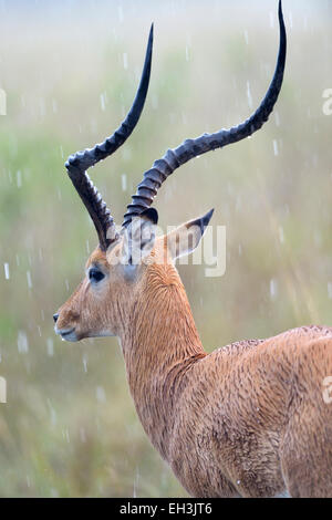 Impala (Aepyceros melampus), maschio in piedi sotto la pioggia, il Masai Mara riserva nazionale, Kenya Foto Stock