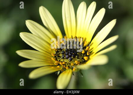 Macro shot di Cape tarassaco o noto come Arctotheca calendula Foto Stock