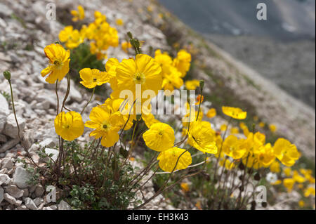 Alpine papavero (Papaver rhaeticum alpinum), Dolomiti di Sesto, Trentino-Alto Adige, Italia Foto Stock