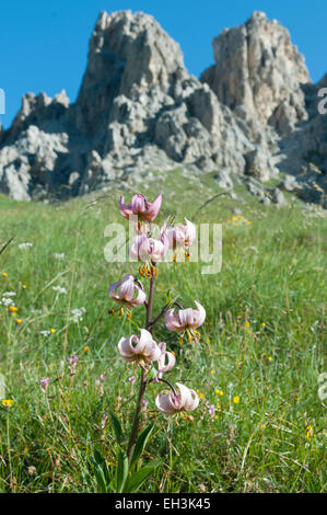 Turk&#39;s cap lily (Lilium martagon), fioritura, montagna prato davanti delle rocce, Dolomiti, Provincia del Sud Tirolo, Italia Foto Stock