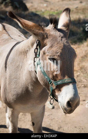 Asino (Equus africanus asinus), Corsica, Francia Foto Stock