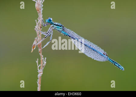 Bianco-zampe (damselfly Platycnemis pennipes), maschio, Burgenland, Austria Foto Stock